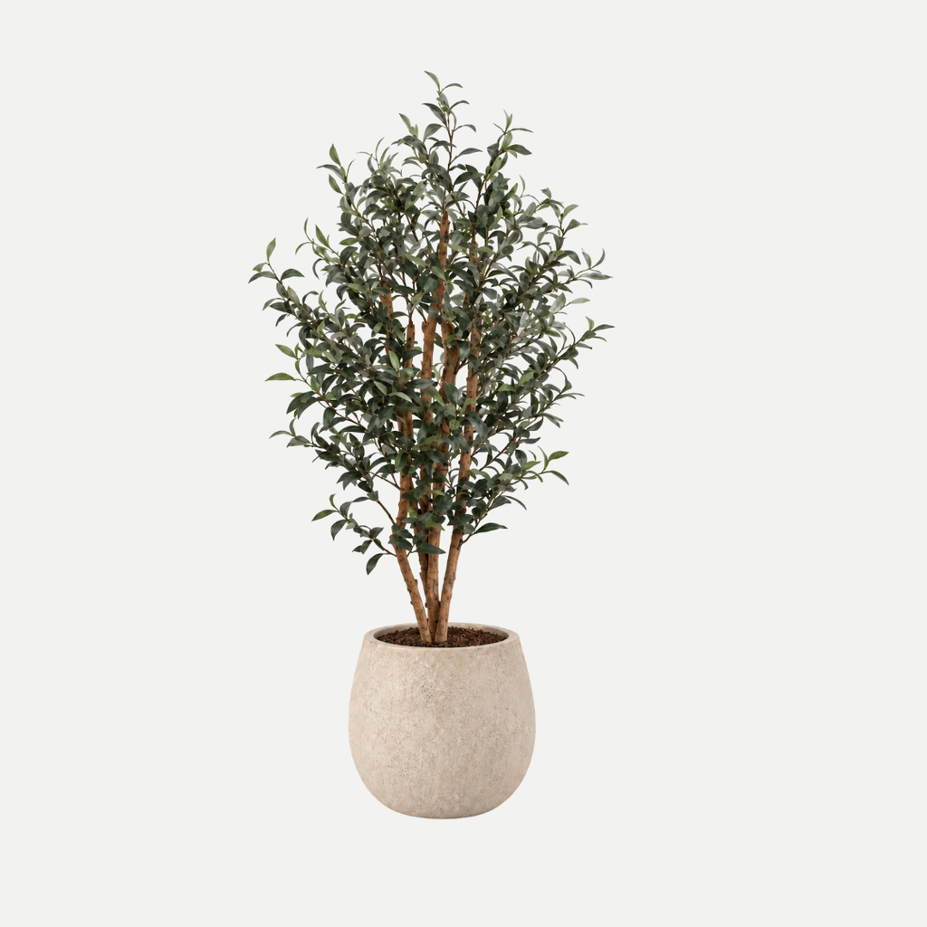 Olive tree 180cm