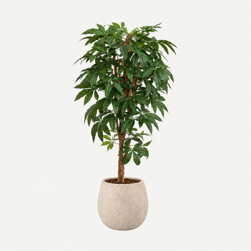 [LT003] Pachira tree 180cm