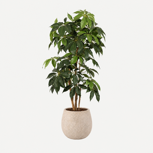 [LT004] Arbre Schefflera 175cm