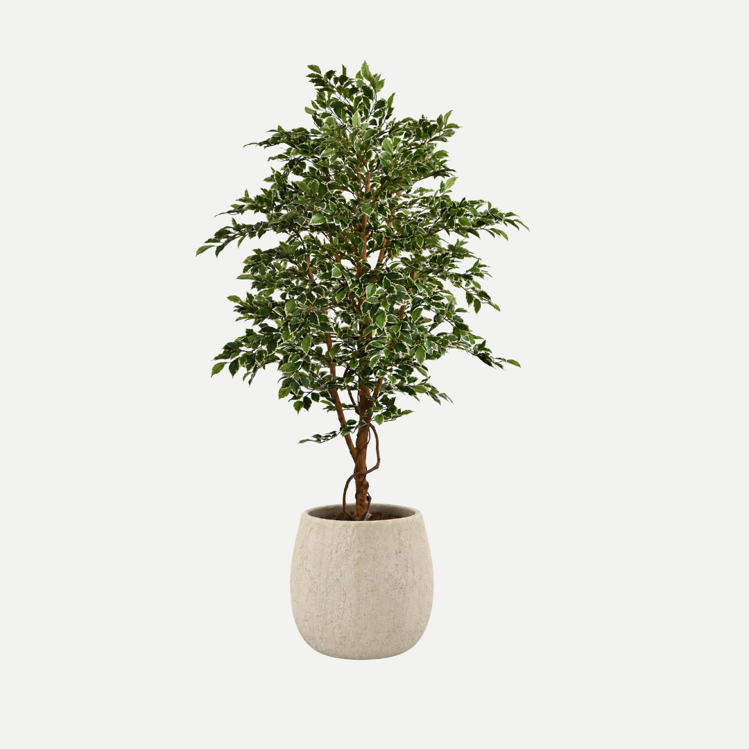 [LT007] Ficus Folia tree 160cm