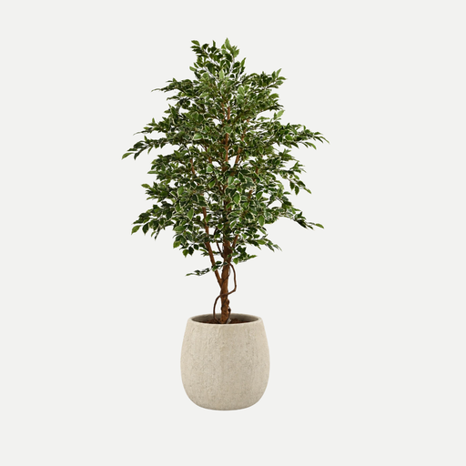 [LT007] Ficus Folia tree 160cm